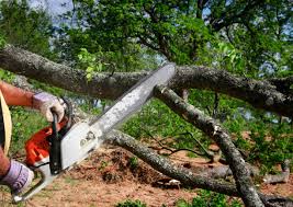 Best Tree Health Inspection  in Linden, AZ